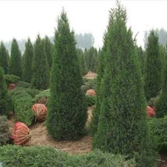 塔柏（柏科刺柏属植物）