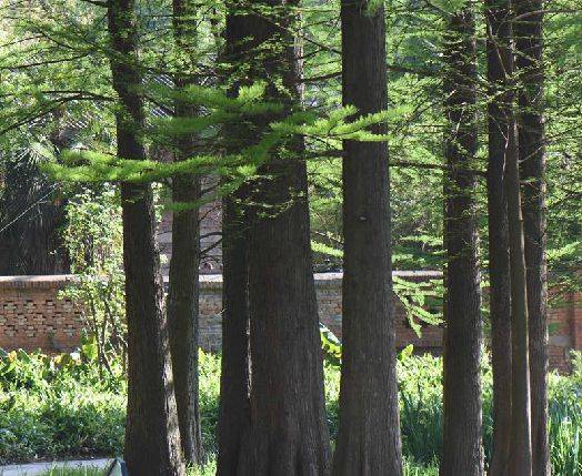 池杉(杉科落羽杉属植物)