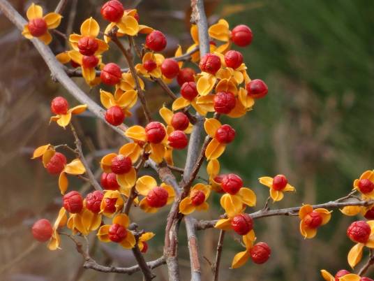 南蛇藤（卫矛科南蛇藤属植物）