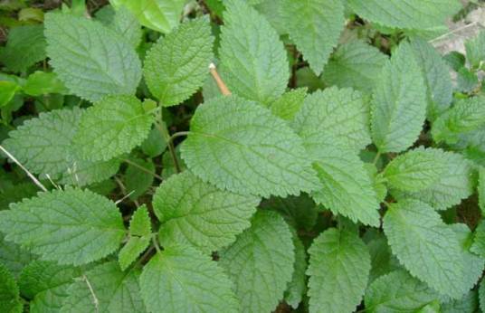 血见愁(唇形科香科科属植物)