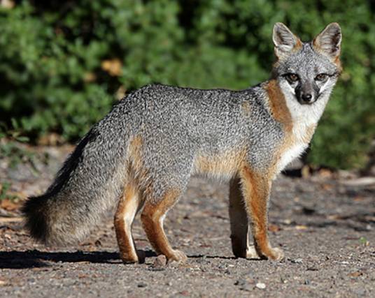 灰狐(犬科灰狐属动物)