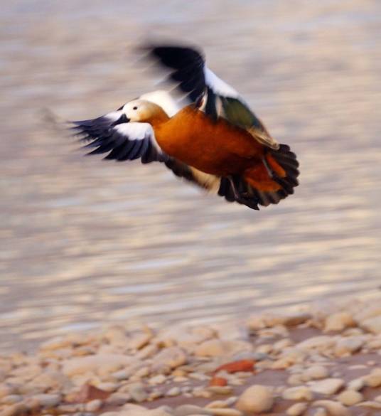 赤麻鸭(鸭科麻鸭属鸟类)