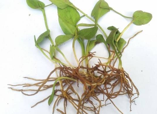 一支箭（瓶尔小草目瓶尔小草科植物）