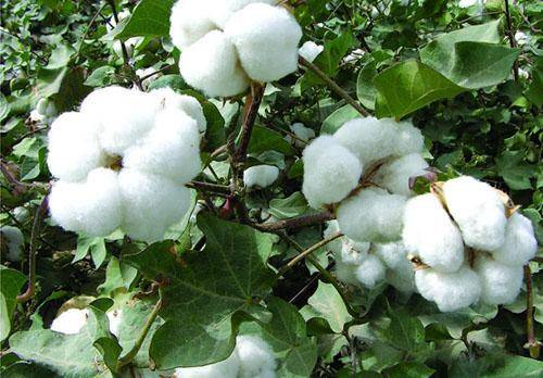 棉籽（锦葵科棉属植物的种子）