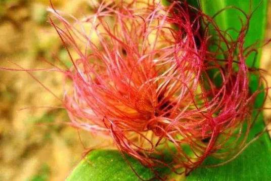 法夏(半夏的别名)