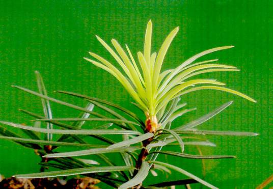 稀有植物（植物种类）