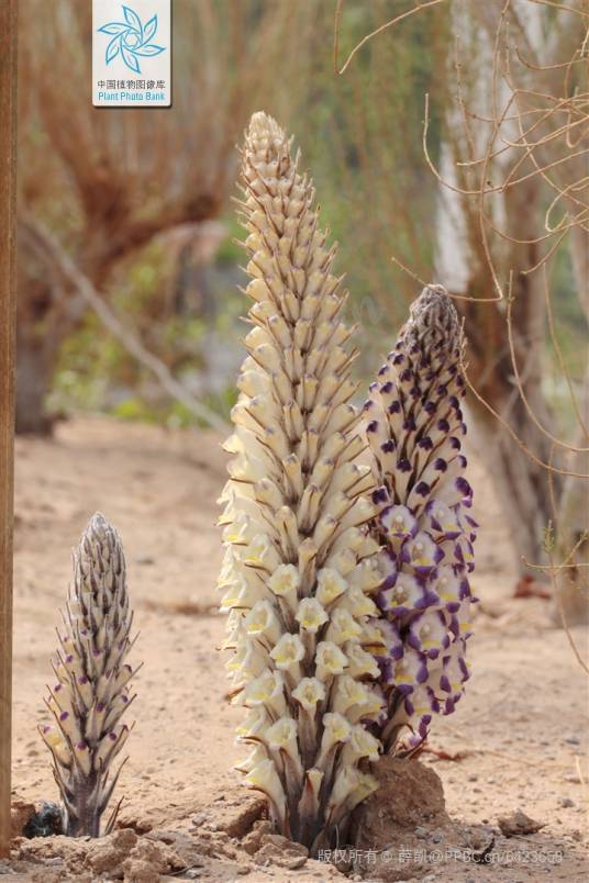 肉苁蓉(列当科肉苁蓉属植物)