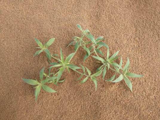 霸王草（毛茛科银莲花属植物）