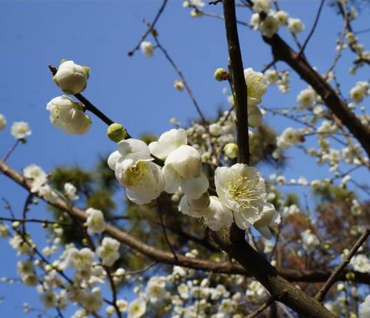 绿萼梅(蔷薇科李属植物)