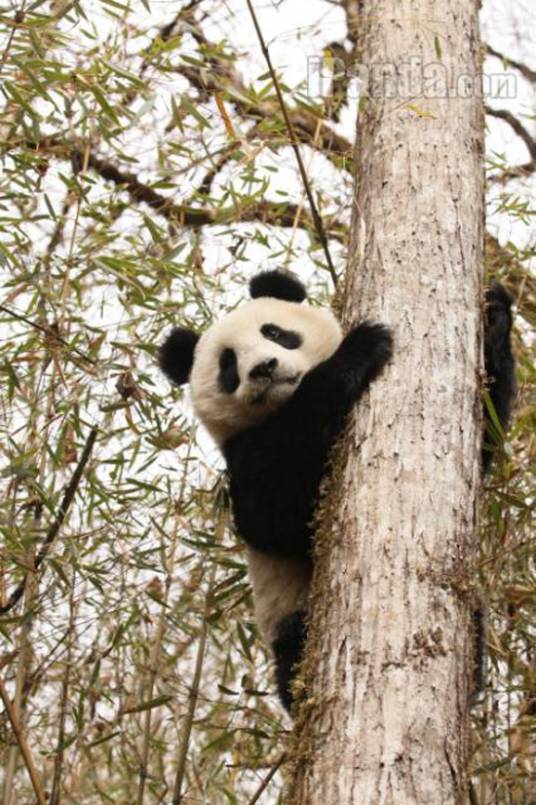 雪雪（2014年放归野外的大熊猫）