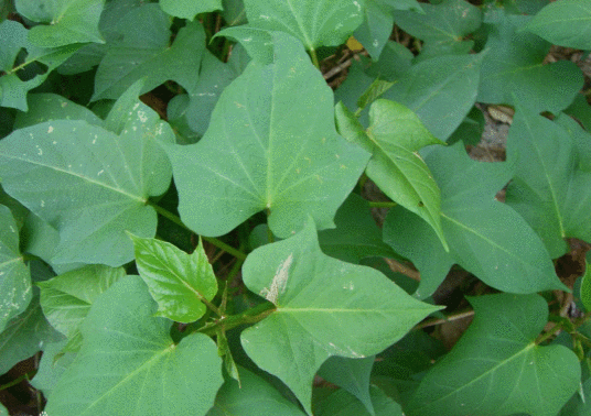 红薯叶