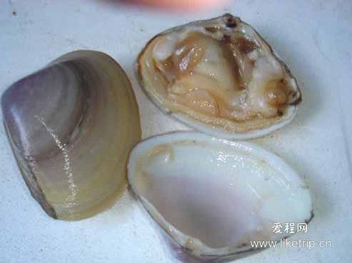 海蛤壳（中药材）