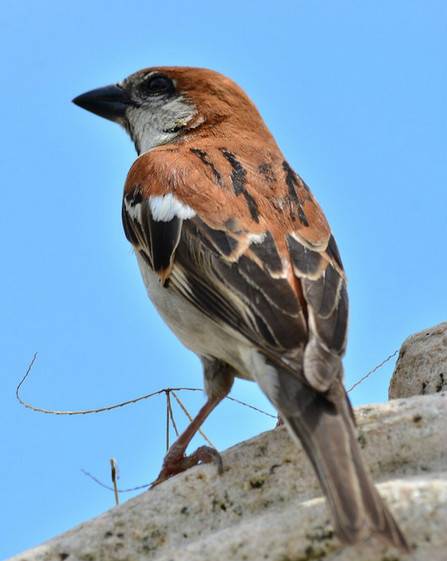 山麻雀(雀科麻雀属鸟类)