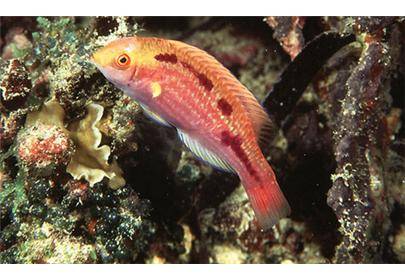 红鹦鹉鱼