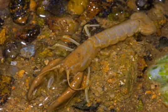 蝼蛄虾(中药材)