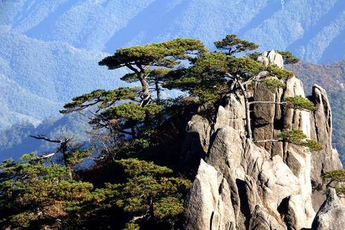 黄山奇松（安徽省境内的景点）