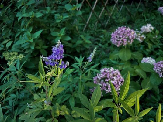 牡荆（唇形科牡荆属植物）