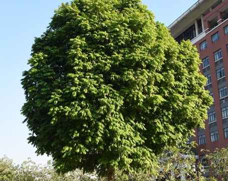 人面子（漆树科人面子属植物）