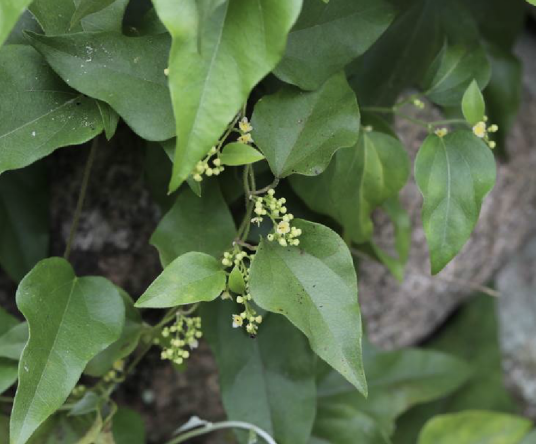 木防己(防己科木防己属植物)
