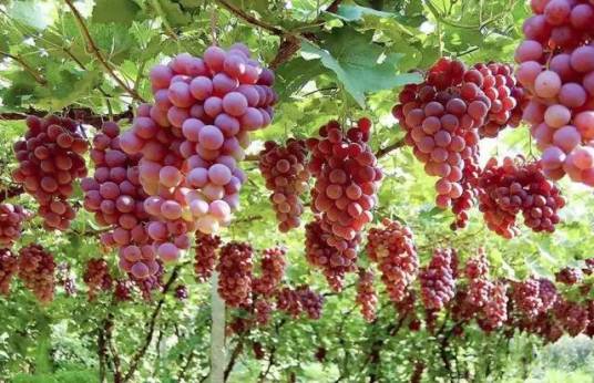 玫瑰香葡萄