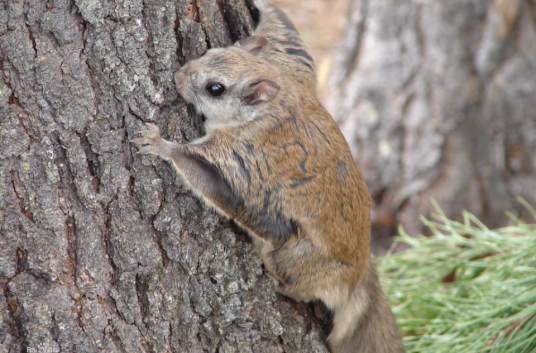 复齿鼯鼠