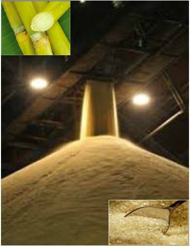 原糖（作为精炼糖厂再加工用的原料糖）