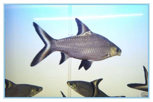 银鲨(鲤科鱼)