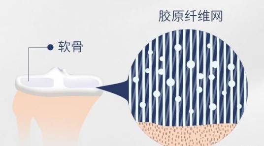 骨胶原（蛋白质）