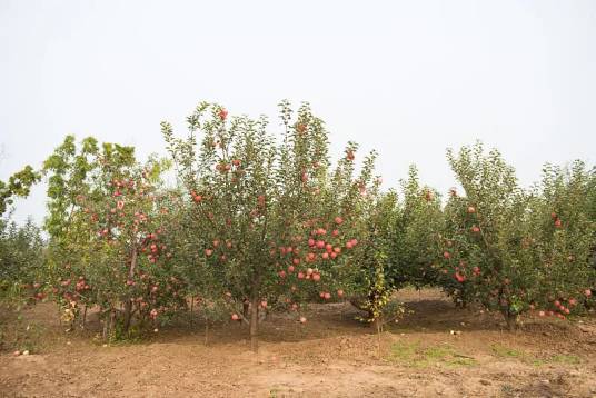 烟台红富士苹果