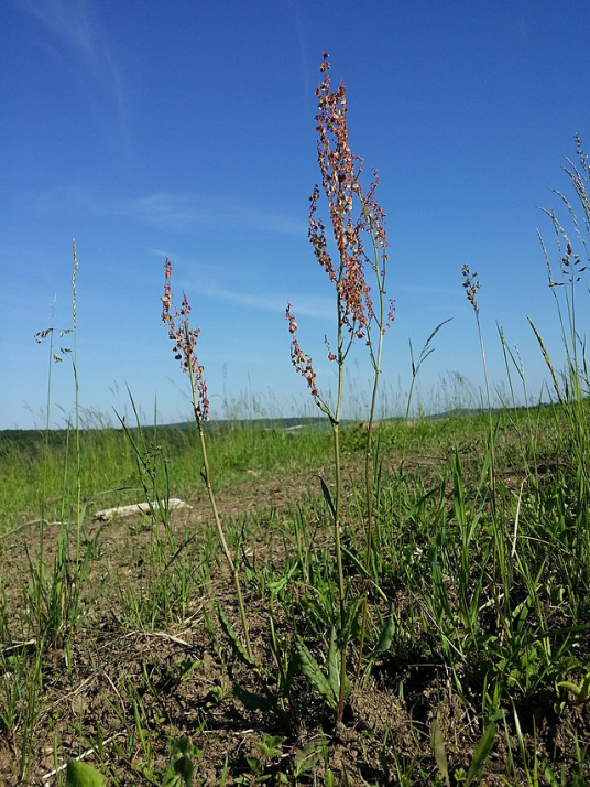 酸模(蓼科酸模属的一种植物)