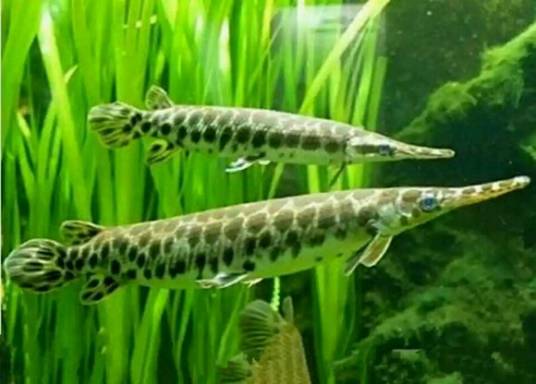 雀鳝（雀鳝科雀鳝属动物）