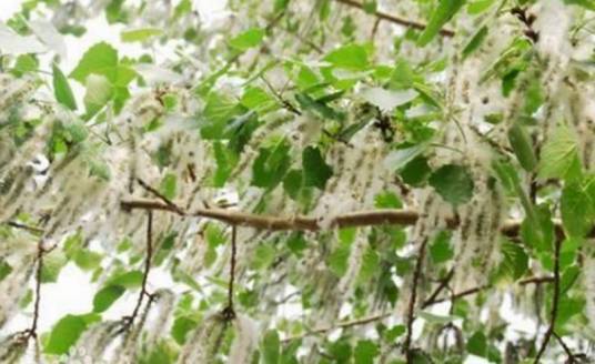 杨絮（杨柳科杨属植物）