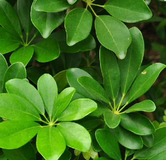 七叶莲（中药名）