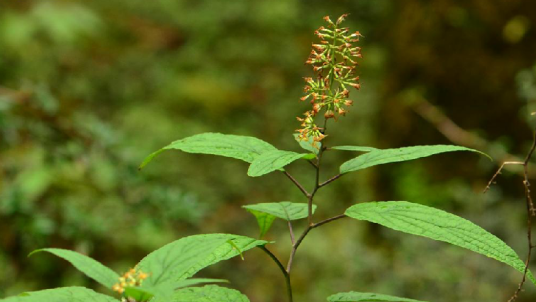 一扫光(中药材名称)