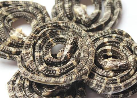 白花蛇（有鳞目蝰科动物）