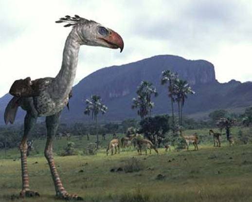 恐怖鸟（恐鹤科动物）