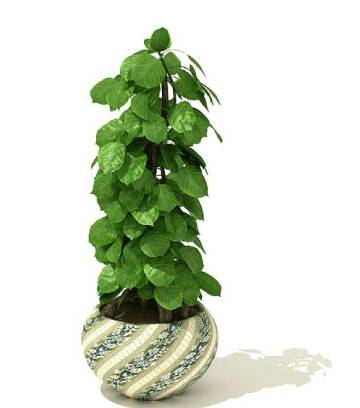 盆栽植物(表达山水景色的盆栽)