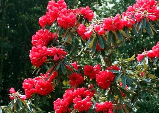 马缨花（季羡林的散文）