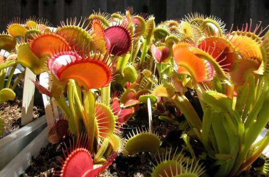 食虫植物（植物）