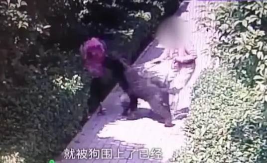 9·20安阳“狗咬人”事件