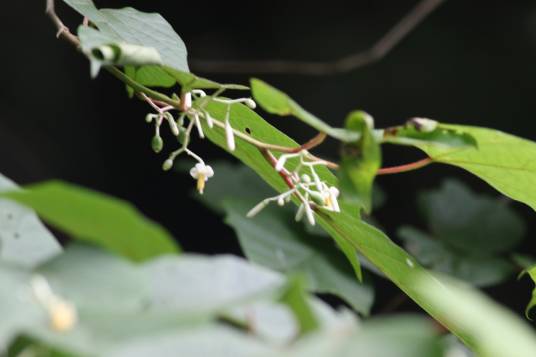 八角枫(山茱萸科八角枫属植物)