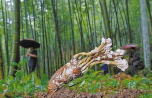 蝉花(虫草科棒束孢属真菌)