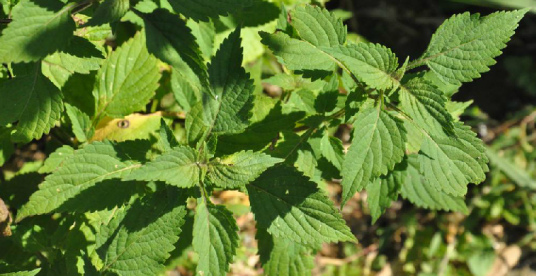香茶菜（中药名）