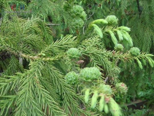 柳杉(柏科柳杉属植物)