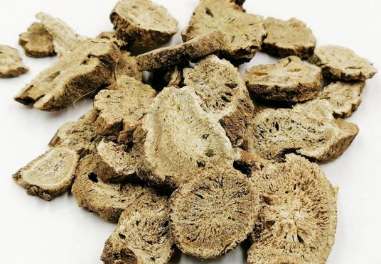 云木香(菊科云木香属植物)