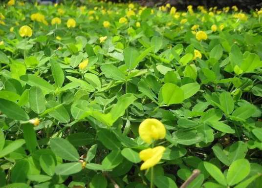 落花生（豆科落花生属植物）