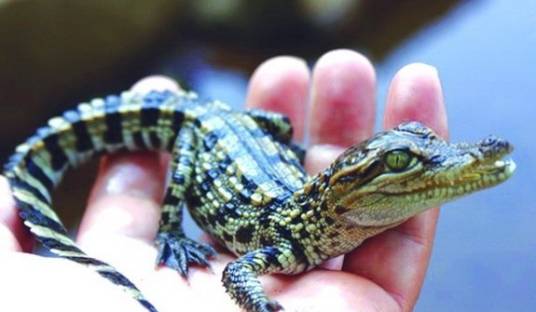 宠物鳄鱼
