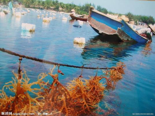 麒麟菜(红翎菜科麒麟菜属植物)