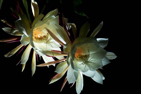 月下美人（昙花的别名）