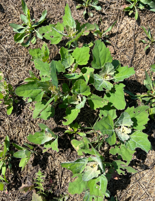 藜（苋科藜属的一种植物）